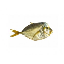 Селен копченый РАЗВЕС /лунная/ вомер